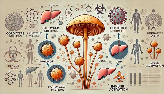 Cordyceps Militaris: Antitumor Effect and Immunology