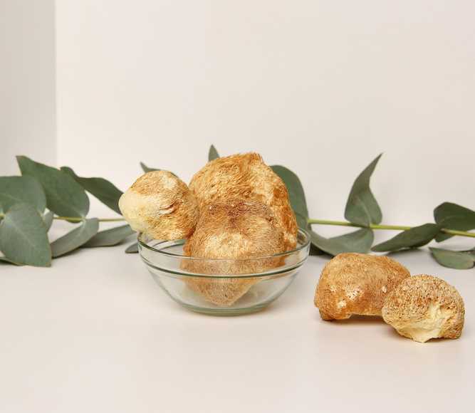 רעמת אריה (Hericium erinaceus)