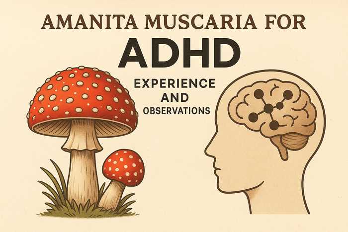 Fly Agaric Microdosing for ADHD: Science & Experience
