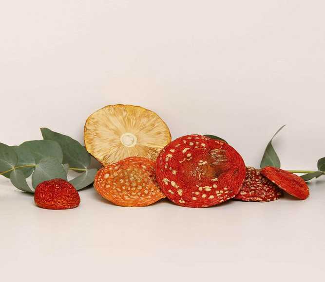 פטריית אמניטה מוסכריה גרייד א׳