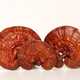 Houba reishi