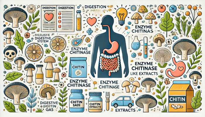 Chitin og menneskets krop: Fordele og virkning